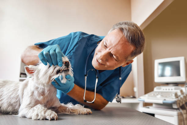 Best Emergency Root Canal Treatment in Belle, MO